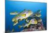 Oriental Sweetlips (Plectorhinchus Vittatus)-Reinhard Dirscherl-Mounted Photographic Print