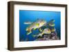 Oriental Sweetlips (Plectorhinchus Vittatus)-Reinhard Dirscherl-Framed Photographic Print