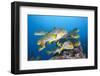 Oriental Sweetlips (Plectorhinchus Vittatus)-Reinhard Dirscherl-Framed Photographic Print