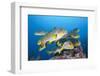 Oriental Sweetlips (Plectorhinchus Vittatus)-Reinhard Dirscherl-Framed Photographic Print