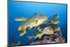 Oriental Sweetlips (Plectorhinchus Vittatus)-Reinhard Dirscherl-Mounted Photographic Print