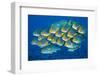 Oriental sweetlips swimming above coral reef, Indian Ocean-Alex Mustard-Framed Photographic Print