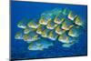 Oriental sweetlips swimming above coral reef, Indian Ocean-Alex Mustard-Mounted Photographic Print