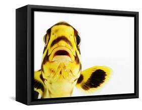 Oriental sweetlips-Martin Harvey-Framed Stretched Canvas