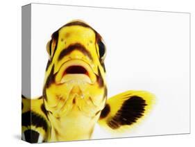 Oriental sweetlips-Martin Harvey-Stretched Canvas