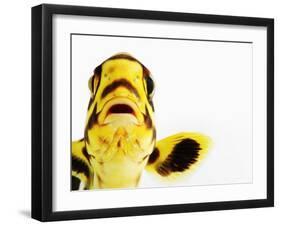 Oriental sweetlips-Martin Harvey-Framed Photographic Print