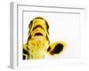 Oriental sweetlips-Martin Harvey-Framed Photographic Print