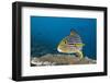 Oriental Sweetlips-Reinhard Dirscherl-Framed Photographic Print