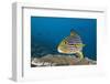 Oriental Sweetlips-Reinhard Dirscherl-Framed Photographic Print