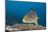 Oriental Sweetlips-Reinhard Dirscherl-Mounted Photographic Print