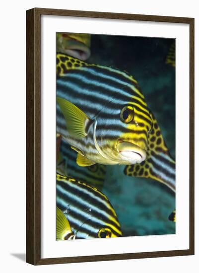 Oriental Sweetlips-null-Framed Photographic Print