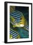 Oriental Sweetlips-null-Framed Photographic Print