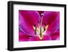 Oriental Trumpet Lily-Jim Engelbrecht-Framed Photographic Print