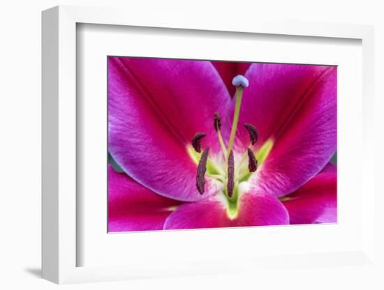 Oriental Trumpet Lily-Jim Engelbrecht-Framed Photographic Print