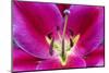 Oriental Trumpet Lily-Jim Engelbrecht-Mounted Photographic Print