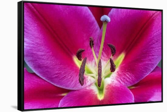 Oriental Trumpet Lily-Jim Engelbrecht-Framed Stretched Canvas