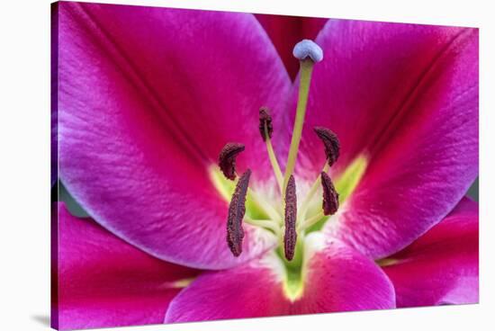 Oriental Trumpet Lily-Jim Engelbrecht-Stretched Canvas