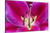 Oriental Trumpet Lily-Jim Engelbrecht-Stretched Canvas