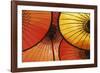 Oriental Umbrellas-Peter Adams-Framed Giclee Print