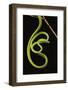 Oriental Whip Snake [Ahaetulla Prasina] Bako National Park, Sarawak, Borneo Sept 08-Tony Heald-Framed Photographic Print