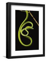 Oriental Whip Snake [Ahaetulla Prasina] Bako National Park, Sarawak, Borneo Sept 08-Tony Heald-Framed Photographic Print