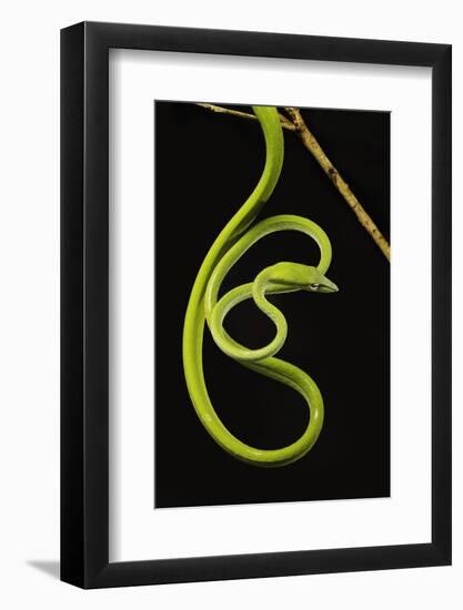 Oriental Whip Snake [Ahaetulla Prasina] Bako National Park, Sarawak, Borneo Sept 08-Tony Heald-Framed Photographic Print