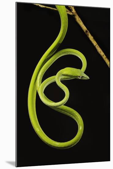 Oriental Whip Snake [Ahaetulla Prasina] Bako National Park, Sarawak, Borneo Sept 08-Tony Heald-Mounted Photographic Print