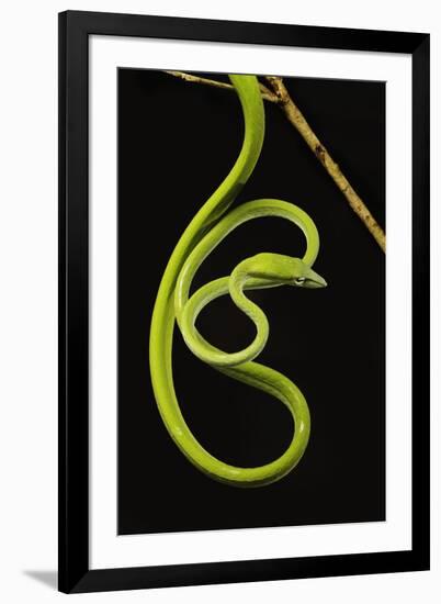 Oriental Whip Snake [Ahaetulla Prasina] Bako National Park, Sarawak, Borneo Sept 08-Tony Heald-Framed Photographic Print