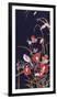 Oriental Wildflowers-Haruyo Morita-Framed Giclee Print