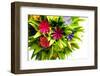 Origami Kusudama Flower-oksix-Framed Photographic Print