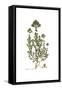 Origanum Onitis, Flora Graeca-Ferdinand Bauer-Framed Stretched Canvas