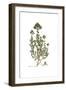 Origanum Onitis, Flora Graeca-Ferdinand Bauer-Framed Giclee Print