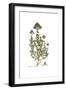 Origanum Onitis, Flora Graeca-Ferdinand Bauer-Framed Giclee Print