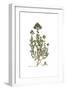 Origanum Onitis, Flora Graeca-Ferdinand Bauer-Framed Giclee Print