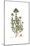 Origanum Onitis, Flora Graeca-Ferdinand Bauer-Mounted Giclee Print