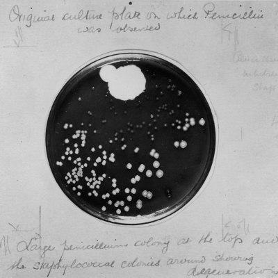 'Original Culture Plate' Photographic Print