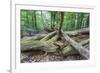 Original Deciduous Forest, Triebtal, Vogtland, Saxony, Germany-Falk Hermann-Framed Photographic Print