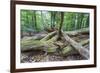 Original Deciduous Forest, Triebtal, Vogtland, Saxony, Germany-Falk Hermann-Framed Photographic Print