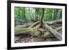 Original Deciduous Forest, Triebtal, Vogtland, Saxony, Germany-Falk Hermann-Framed Photographic Print