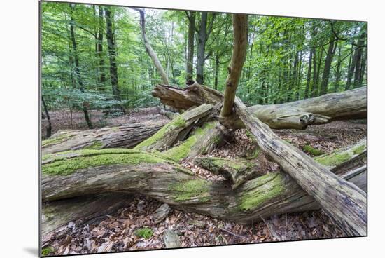 Original Deciduous Forest, Triebtal, Vogtland, Saxony, Germany-Falk Hermann-Mounted Photographic Print