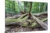 Original Deciduous Forest, Triebtal, Vogtland, Saxony, Germany-Falk Hermann-Mounted Photographic Print