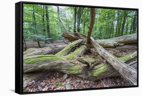 Original Deciduous Forest, Triebtal, Vogtland, Saxony, Germany-Falk Hermann-Framed Stretched Canvas