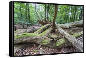 Original Deciduous Forest, Triebtal, Vogtland, Saxony, Germany-Falk Hermann-Framed Stretched Canvas