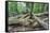 Original Deciduous Forest, Triebtal, Vogtland, Saxony, Germany-Falk Hermann-Framed Stretched Canvas