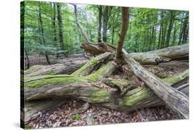 Original Deciduous Forest, Triebtal, Vogtland, Saxony, Germany-Falk Hermann-Stretched Canvas