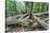 Original Deciduous Forest, Triebtal, Vogtland, Saxony, Germany-Falk Hermann-Stretched Canvas