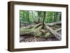 Original Deciduous Forest, Triebtal, Vogtland, Saxony, Germany-Falk Hermann-Framed Photographic Print