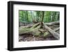 Original Deciduous Forest, Triebtal, Vogtland, Saxony, Germany-Falk Hermann-Framed Photographic Print