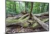 Original Deciduous Forest, Triebtal, Vogtland, Saxony, Germany-Falk Hermann-Mounted Photographic Print