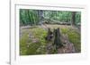 Original Deciduous Forest, Triebtal, Vogtland, Saxony, Germany-Falk Hermann-Framed Photographic Print